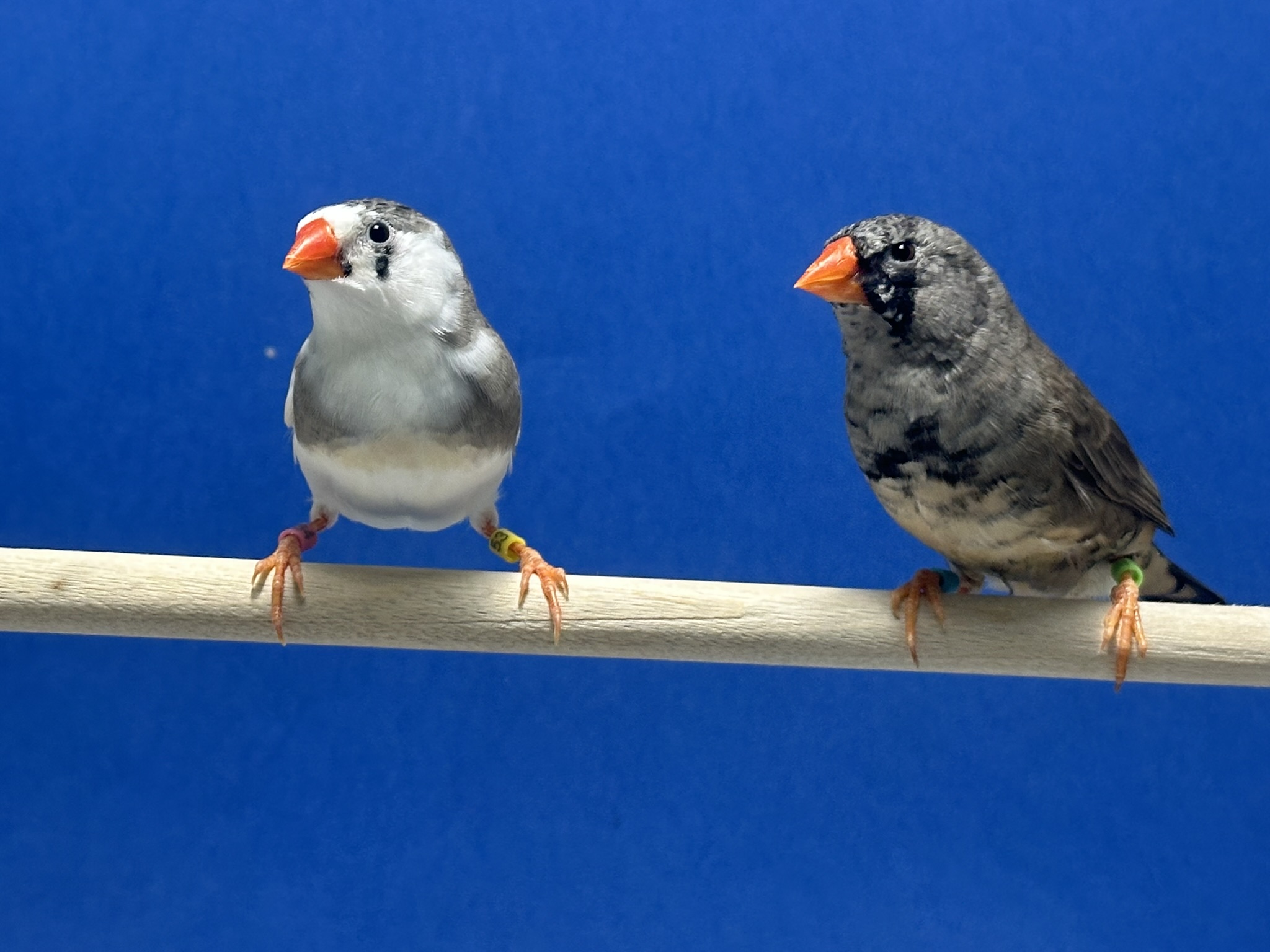 Two female zebra finches perched on a dowel